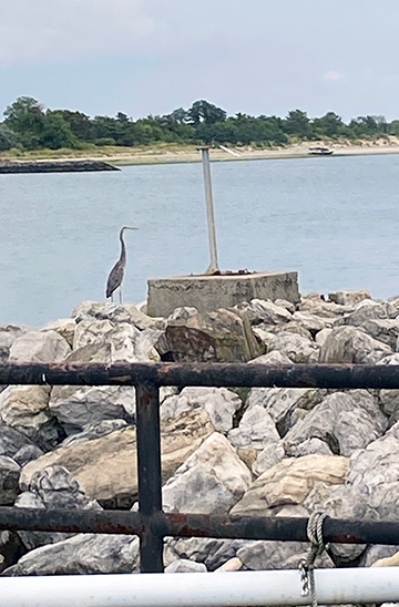 Image of the blue heron, which visited the campus this past September, taken by biology major Crystal Fahrer